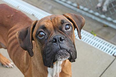 Rescue Fund
