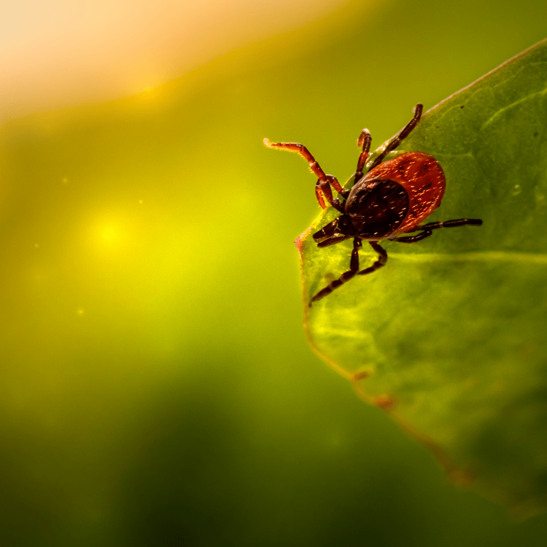 Protect You and Your Pet from Lyme Disease Humane Society of Greater