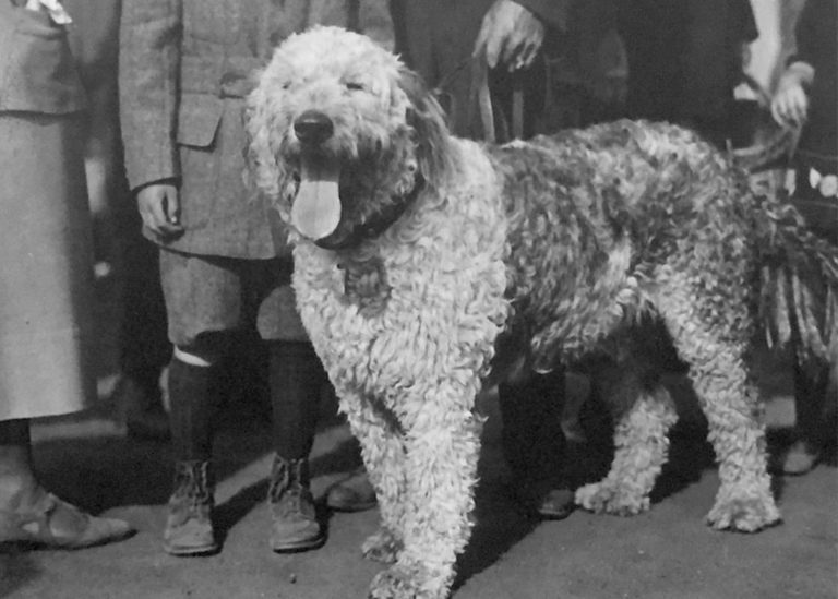 Historical photo of large curly-haired dog