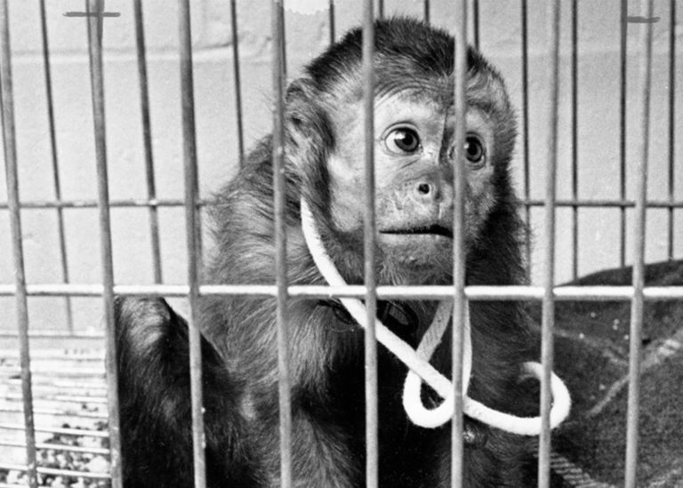 Historical photo of a monkey in a cage