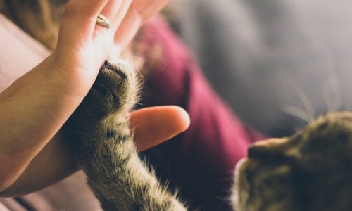 Cat touching its paw to a hand