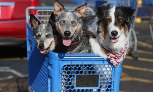 Dogs in a shopping cart