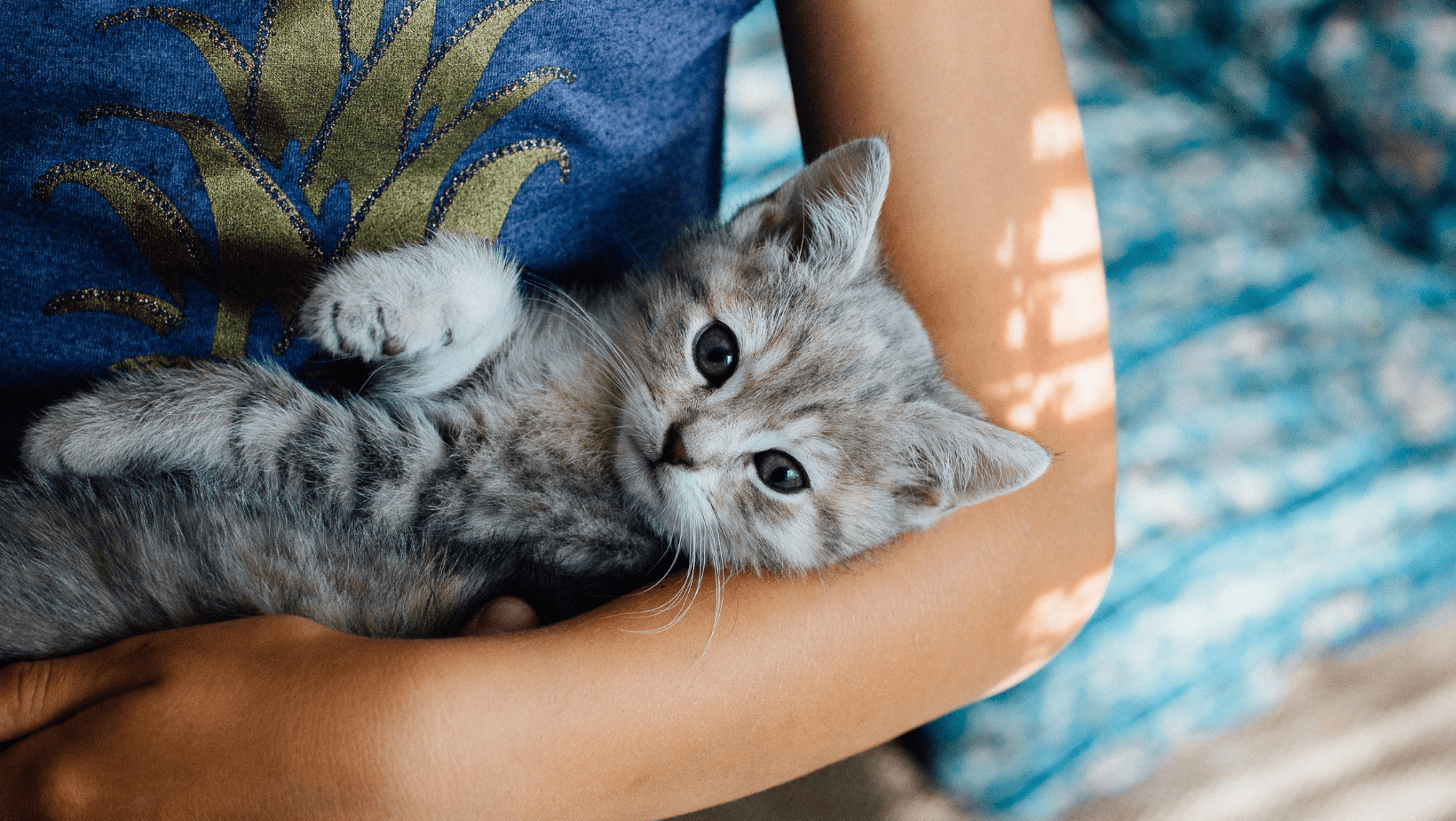 Cats | Humane Society of Greater Dayton