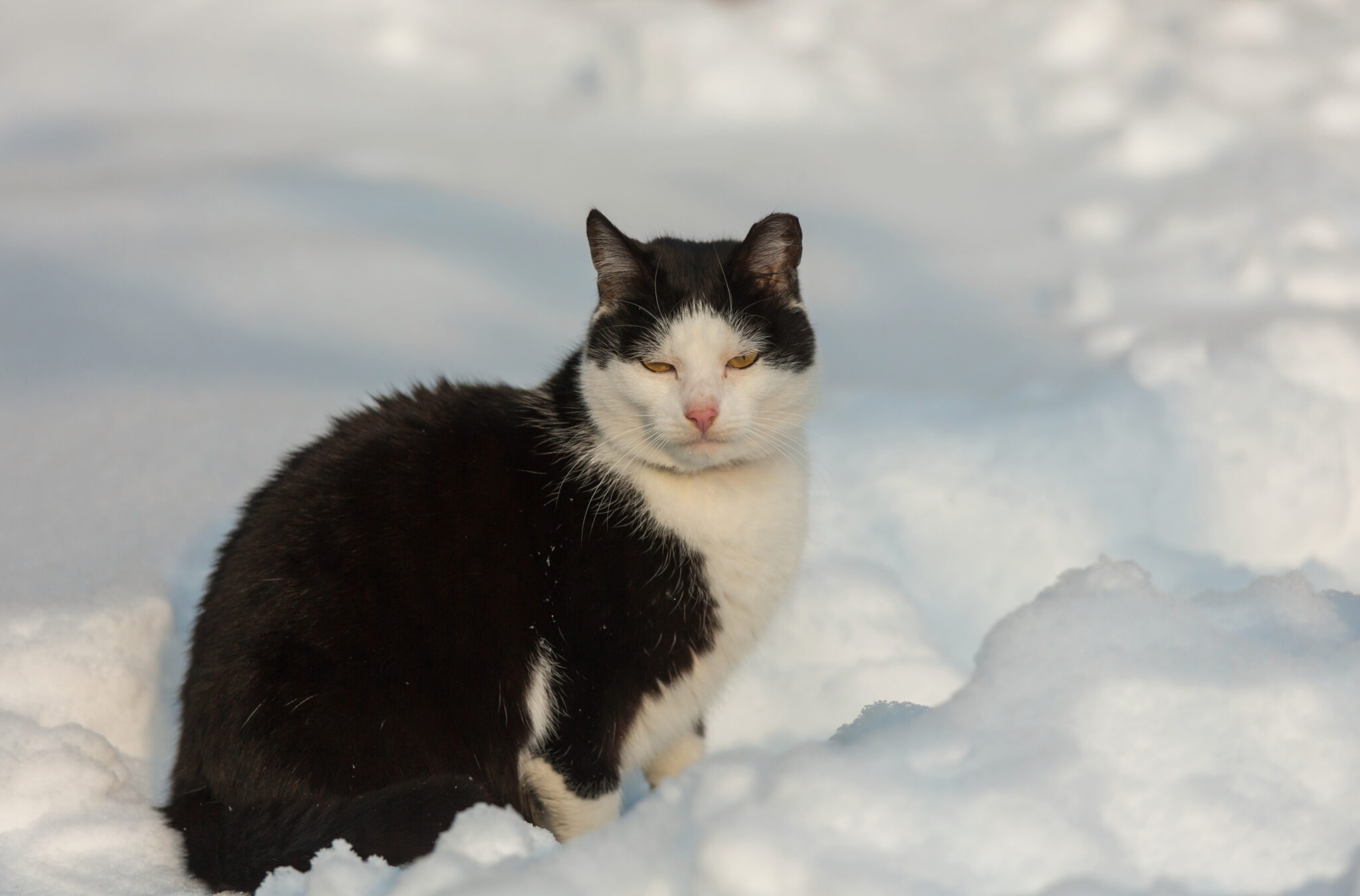 Build a DIY Cat Shelter to Protect Community Cats from Weather